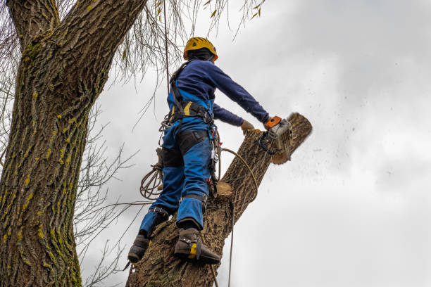 Best Stump Grinding Near Me  in USA